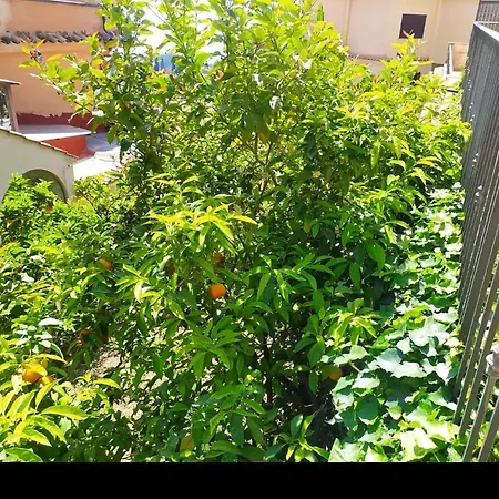 Marifra Garden *